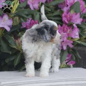 Patches, Cavapoo Puppy